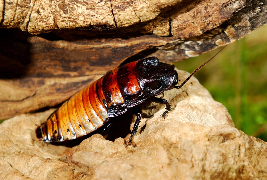 Madagascar Hissing Cockroach Facts - CRITTERFACTS