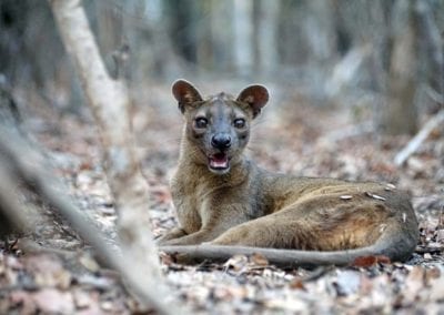 Male Fossa (Cryptoprocta ferox) under a tree in the Kirindi National Forest, Madagascar