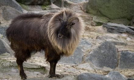 Himalayan Tahr