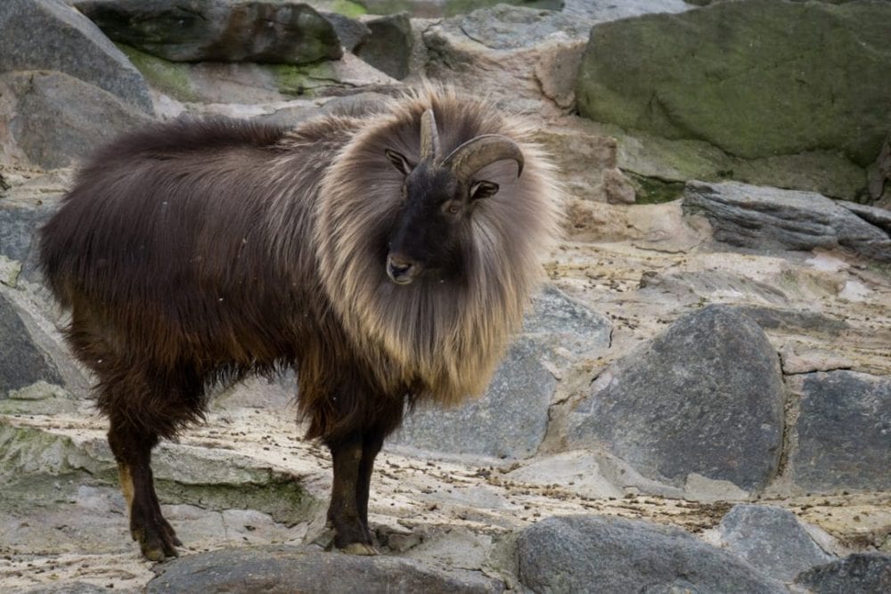 himalayan animals