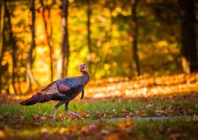 Male turkey with closed feathers