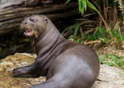 Mammal Otter giant (Pteronura brasiliensis) with Open mouth near river