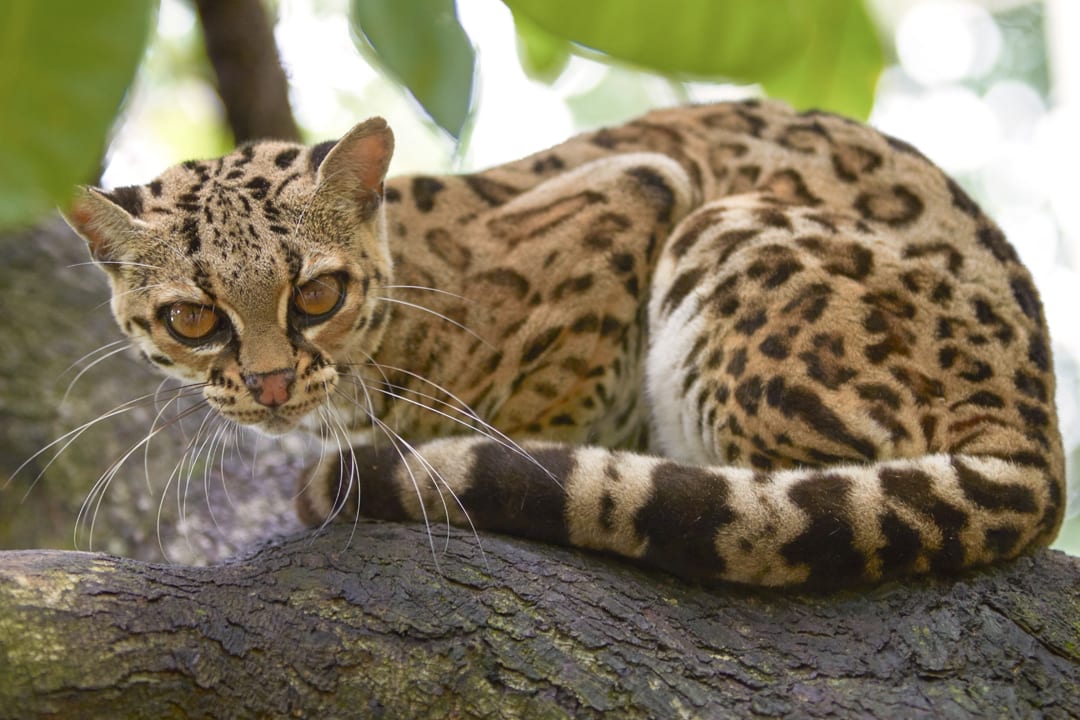 Margay Facts - CRITTERFACTS