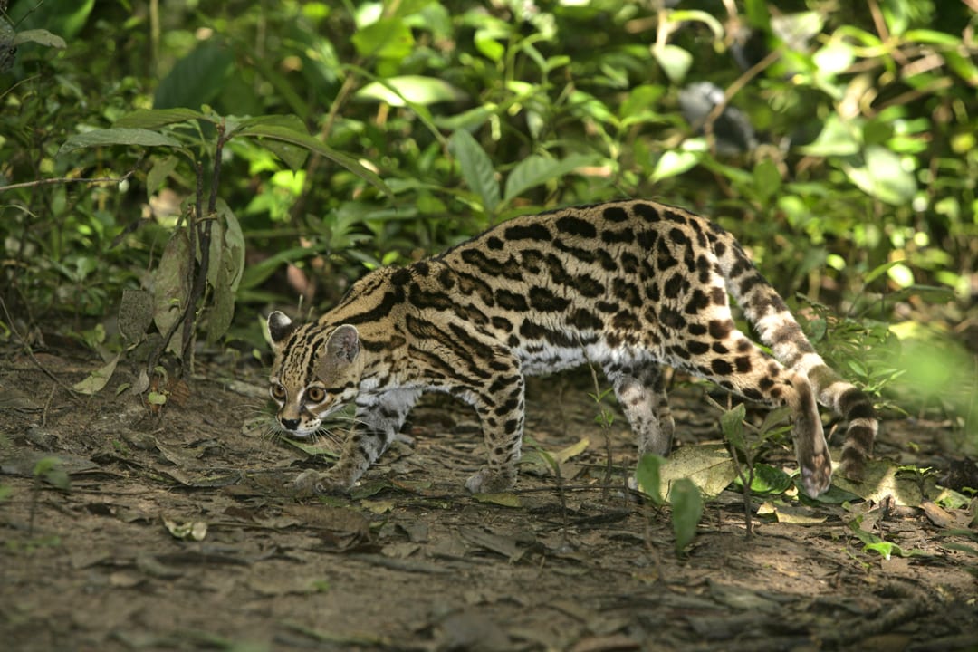 Margay Facts | CRITTERFACTS