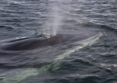 Minke whale pop-up on the ocean surface and produces a fountain