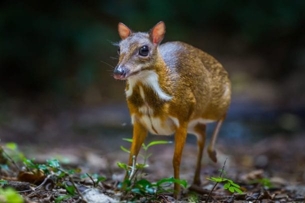 Java Mouse Deer Facts | CRITTERFACTS