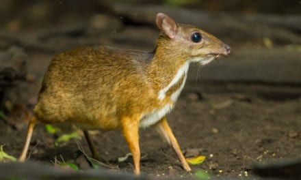 Java Mouse Deer