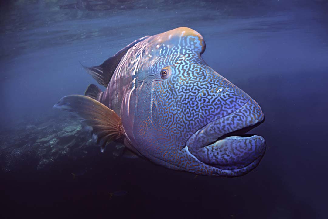 Mr Humphead Wrasse