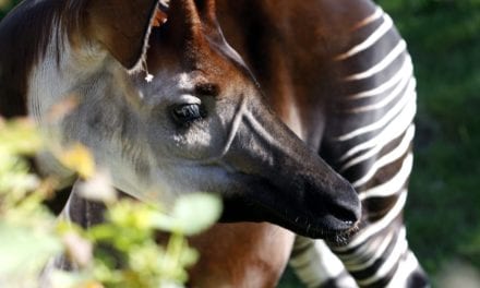 Okapi