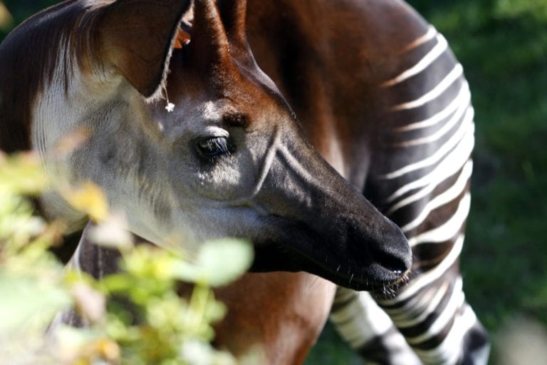 Okapi Facts | CRITTERFACTS