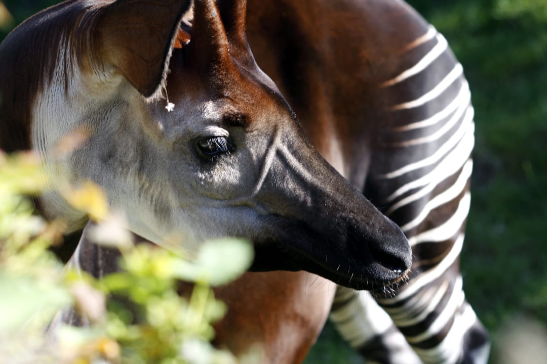 Okapi Facts Critterfacts