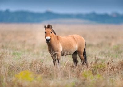 Przewalski's horse in autumn field