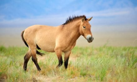 Przewalski’s Horse