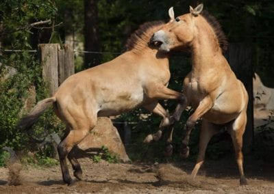 Przewalski's horses (Equus ferus przewalskii) fighting