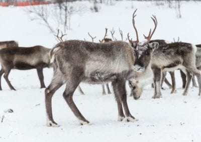 Reindeer herd, in winter, Lapland, Northern Finland