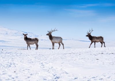 Reindeer in the snow