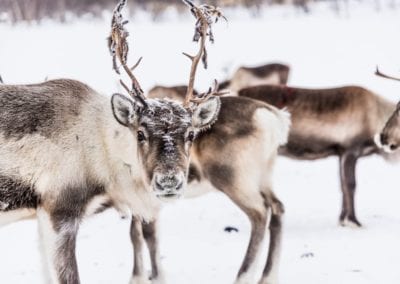 Reindeer looking at camera, Lapland, Northern Finland