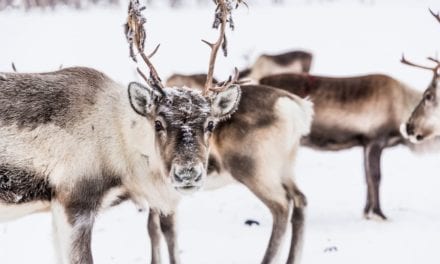 Reindeer