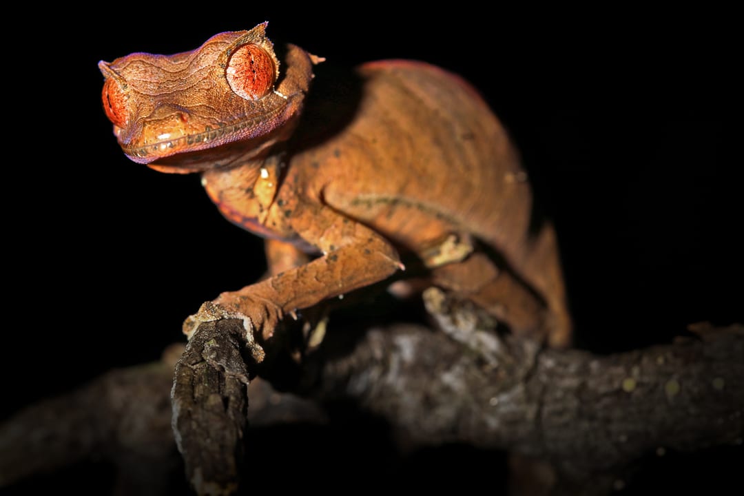 satanic leaf tailed gecko