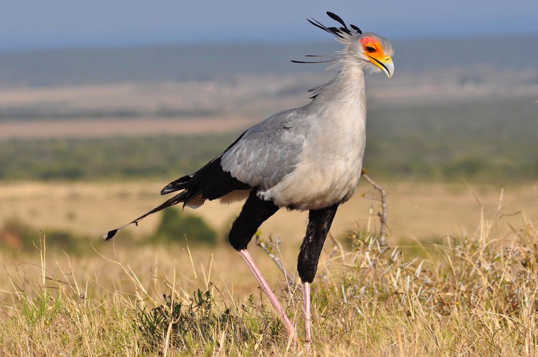 Secretary Bird Facts | CRITTERFACTS