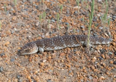 Shingleback Lizard, Tiliqua rugosa