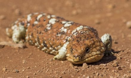 Shingleback