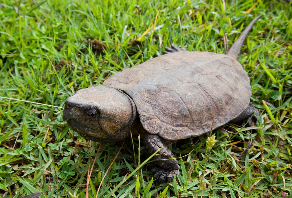 Big-Headed Turtle Facts - CRITTERFACTS