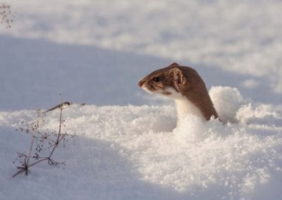 Snowy portrait of Least Weasel (Mustela nivalis) in winter
