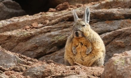 Mountain Viscacha