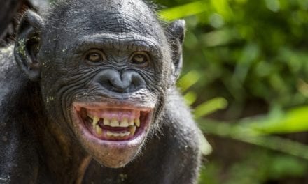 Bonobo