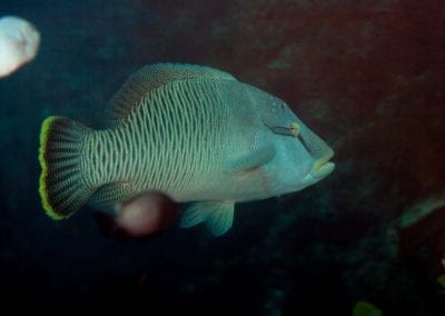 The humphead wrasse (Cheilinus undulatus) Napoleon fish, Napoleonfish