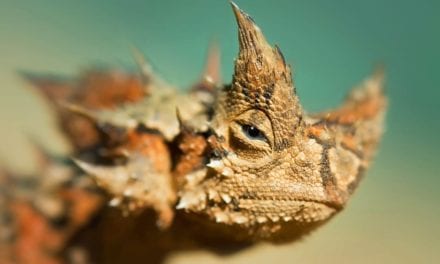 Thorny Devil