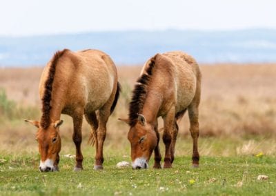 Two Equus ferus przewalskii grazing