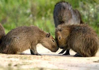 Capybara Facts - CRITTERFACTS