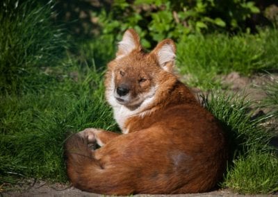 Ussuri dhole (Cuon alpinus alpinus), also known as the Indian wild dog