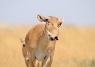 Wild female Saiga antelope (Saiga tatarica) in morning steppe