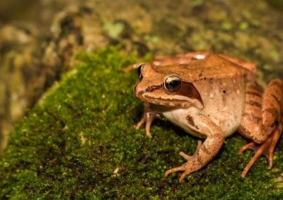 Wood Frog on moss