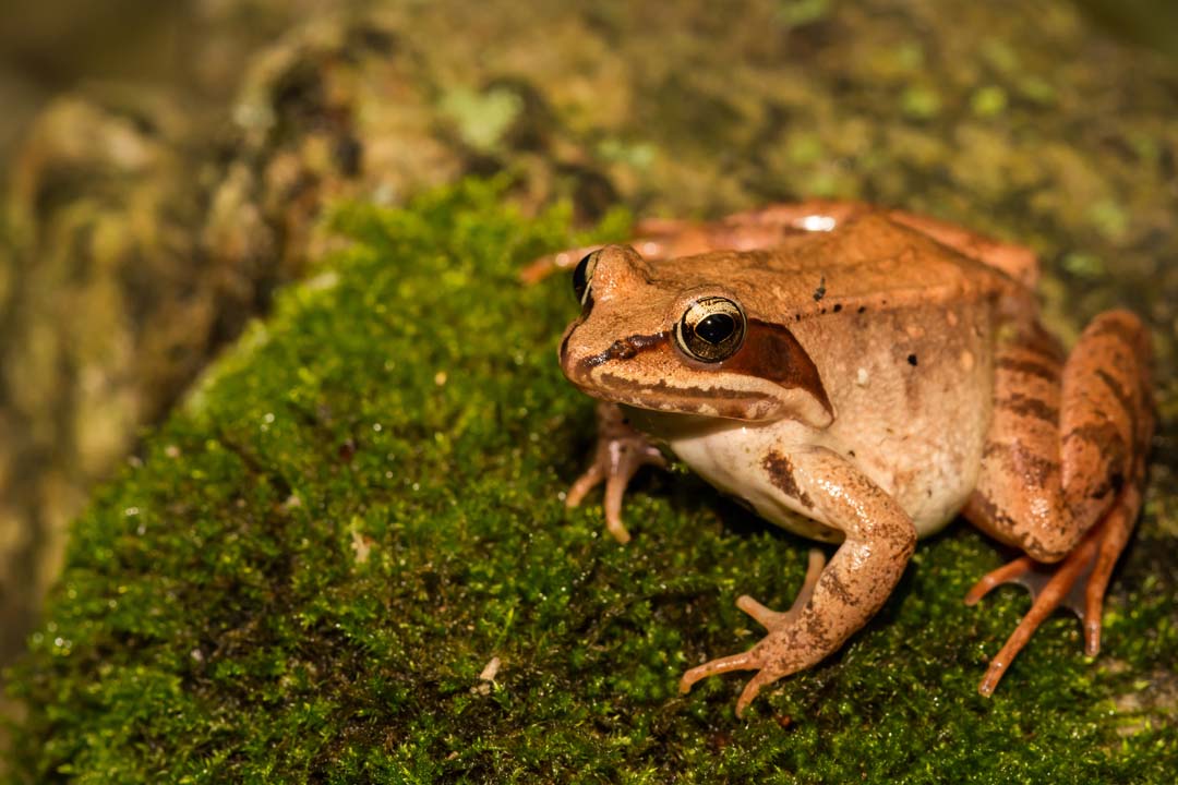 what do wood frogs eat
