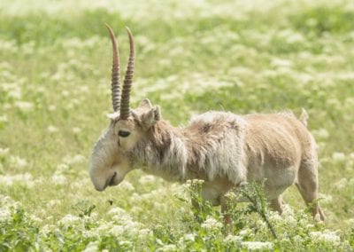 adult male saiga stands in the steppe
