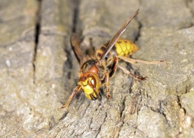 asian giant Hornet on tree bark