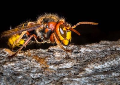 asian giant hornet on tree