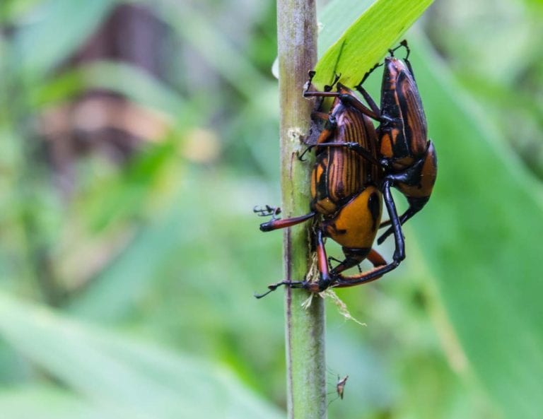 amazing timelapse of a dynastes hercules rhinoceros beetle