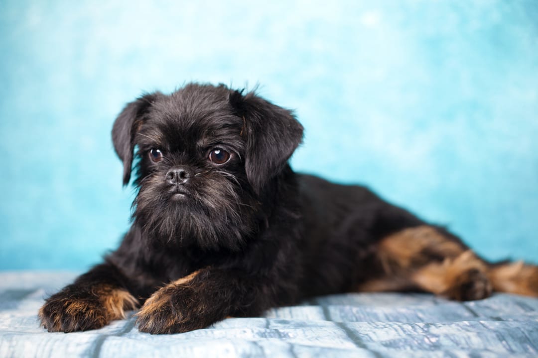 Brussels Griffon Facts Critterfacts