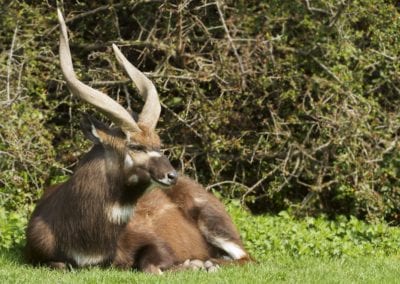 brown male Sitatunga