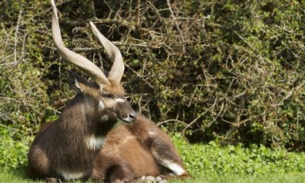 Sitatunga