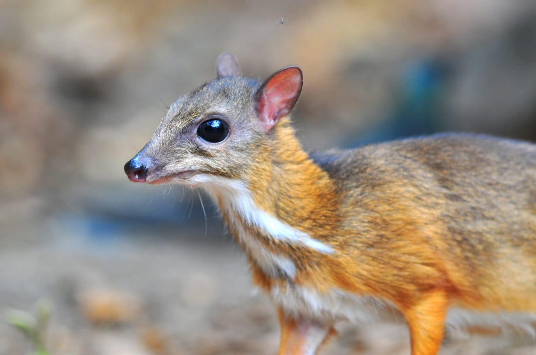 java-mouse-deer-facts-critterfacts