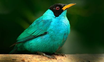 Green Honeycreeper