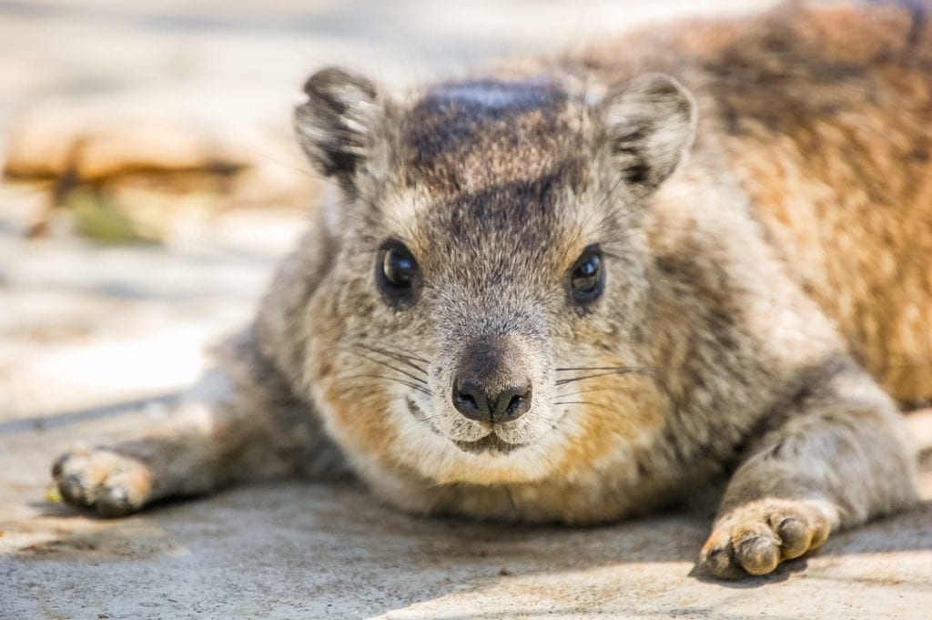 Rock Hyrax Facts | CRITTERFACTS