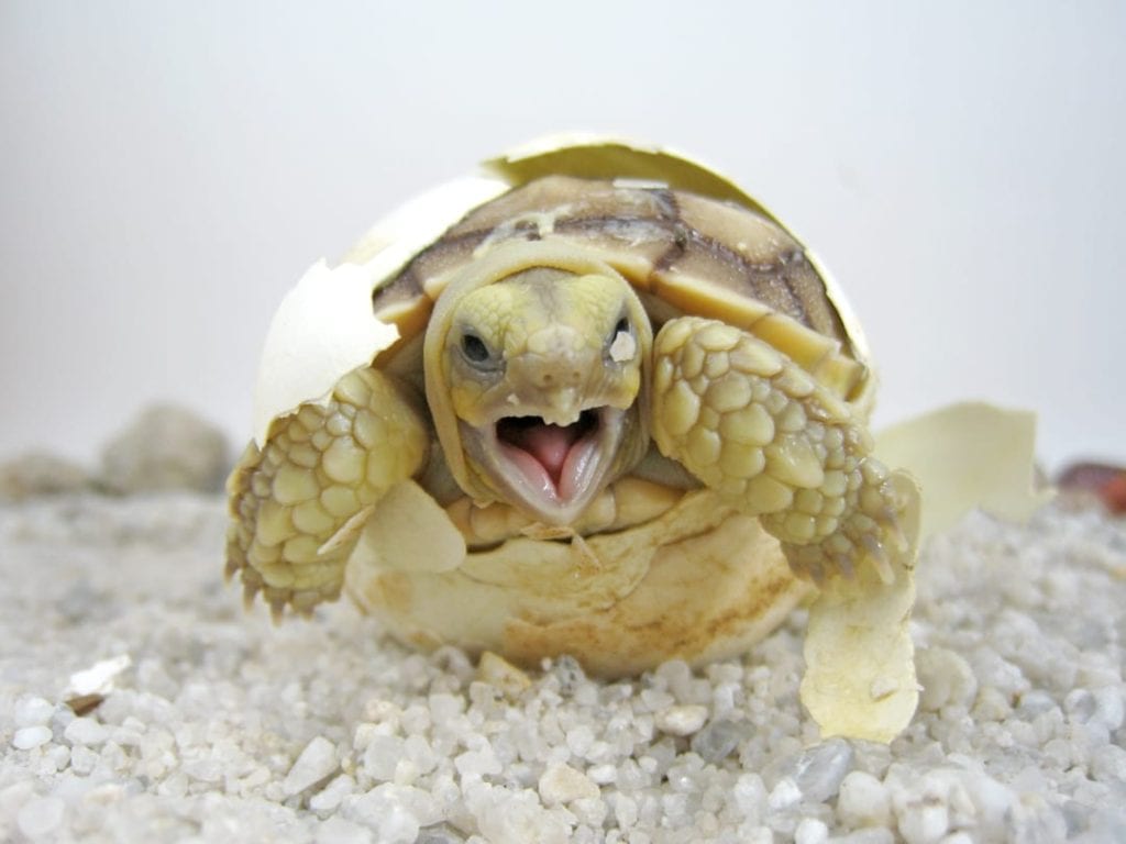 Sulcata Tortoise Facts - CRITTERFACTS