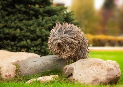 dark puli jumps over rocks
